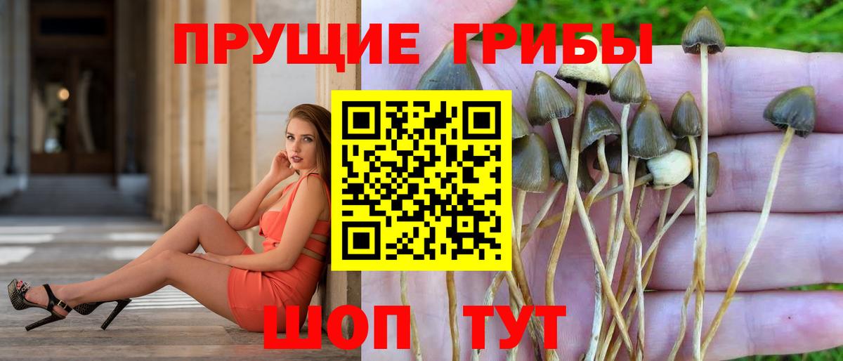 Псилоцибиновые грибы Psilocybine cubensis Междуреченск
